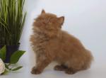 Nikoletta - Scottish Straight Kitten For Sale - 