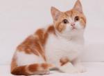 Amber - British Shorthair Kitten For Sale - Pembroke Pines, FL, US