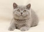 Baget - British Shorthair Kitten For Sale - Pembroke Pines, FL, US