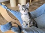 Xara - Egyptian Mau Kitten For Sale - Pembroke Pines, FL, US