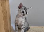 Xaco - Egyptian Mau Kitten For Sale - Pembroke Pines, FL, US
