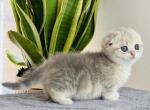 Glory - Munchkin Kitten For Sale - Norwalk, CT, US