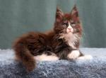 Xmax Polydactyl - Maine Coon Kitten For Sale - Miami, FL, US