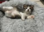 Willie - Scottish Fold Kitten For Sale - 