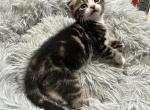 Pretzel - Scottish Fold Kitten For Sale - 