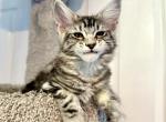 Maine Coon Pink Girl - Maine Coon Kitten For Sale - Land O' Lakes, FL, US