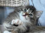 Otrada - Siberian Kitten For Sale - Norwalk, CT, US