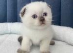 Rafaella - Scottish Fold Kitten For Sale - Pembroke Pines, FL, US