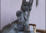 Carina Polydactyl - Maine Coon Kitten For Sale - Hollywood, FL, US