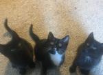 5 kittens need homes - Domestic Kitten For Adoption - Hicksville, NY, US