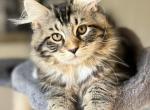 Diego - Siberian Kitten For Sale - North Port, FL, US