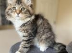 Aslan - Siberian Kitten For Sale - 