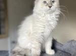 Quinn - Siberian Kitten For Sale - North Port, FL, US