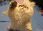 Cherrybirdie Misty and Champion Sir Niguel - Himalayan Kitten For Sale - Stanton, CA, US