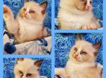 THE HAPPY 4 - Ragdoll Kitten For Sale - Salem, NH, US
