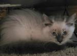 Ragdoll Siamese Female - Ragdoll Kitten For Sale - Eau Claire, WI, US