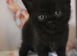Dior - British Shorthair Kitten For Sale - Grand Rapids, MI, US