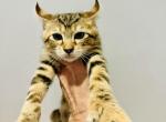 F2 Savannah lynx jungle cat - Savannah Kitten For Sale - 