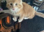 Red and white Poly Male - Maine Coon Kitten For Sale - MN, US