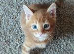 Gingerboys - Bengal Kitten For Sale - NE, US