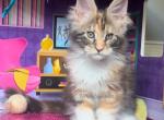 Calico Polydactyl - Maine Coon Kitten For Sale - 