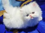 Beautiful white dollface persian male - Persian Kitten For Sale - San Jose, CA, US