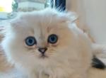 A name starting with the letter K - Scottish Fold Kitten For Sale - 