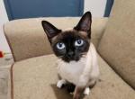 Kiki - Siamese Cat For Sale - Richland, WA, US