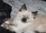 Sprinkles - Ragdoll Kitten For Sale - Philadelphia, PA, US