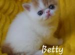 Betty - Exotic Kitten For Sale - Lemont, IL, US
