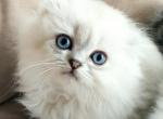 Marvel - Scottish Fold Kitten For Sale - 