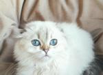 Ivy - Scottish Fold Kitten For Sale - 