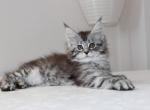 Amelii - Maine Coon Kitten For Sale - NY, US