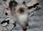 Coco - Ragdoll Kitten For Sale - Philadelphia, PA, US