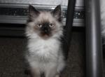 Brownie - Ragdoll Kitten For Sale - Philadelphia, PA, US