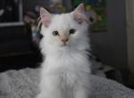 Butters - Ragdoll Kitten For Sale - Philadelphia, PA, US