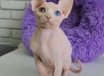 Odd eyed Princess - Sphynx Kitten For Sale - FL, US