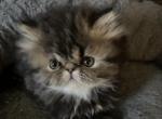 Tabby male and female ready to reserve - Persian Kitten For Sale - Harrisburg, PA, US