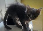NA - Domestic Kitten For Sale - 