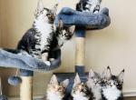 Grey - Maine Coon Kitten For Adoption - Irving, TX, US