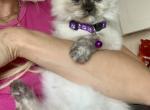 minie - Himalayan Kitten For Sale - 