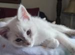 Addisen - Siamese Kitten For Sale - Overland Park, KS, US