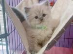 Shady - Ragdoll Kitten For Sale - Austin, TX, US