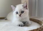 Ignacio - Scottish Straight Kitten For Sale - 