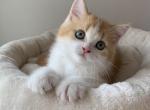 Irvin - Scottish Straight Kitten For Sale - 