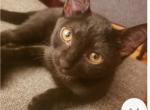 Angel - Domestic Kitten For Adoption - Highland Park, NJ, US
