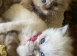 Malibu and Simba Litter - Ragdoll Kitten For Sale - 