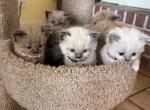 Malibu and Simba - Ragdoll Kitten For Sale - 