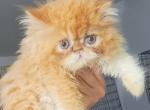 CFA red tabby girl persian kitten - Persian Kitten For Sale - Woodburn, IN, US