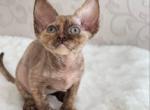 Sweet Babygirl - Devon Rex Kitten For Sale - FL, US